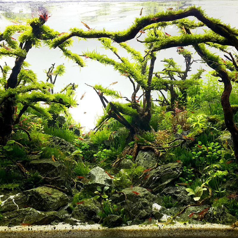 FRESHWATER AQUARIUMS