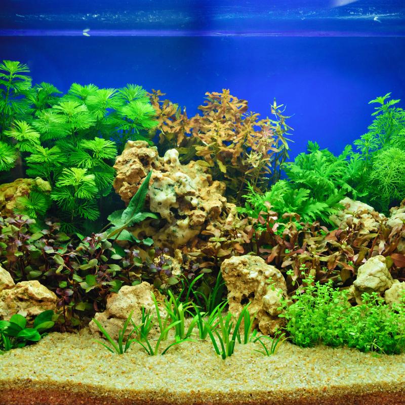 AQUARIUM PLANTS & TOOLS