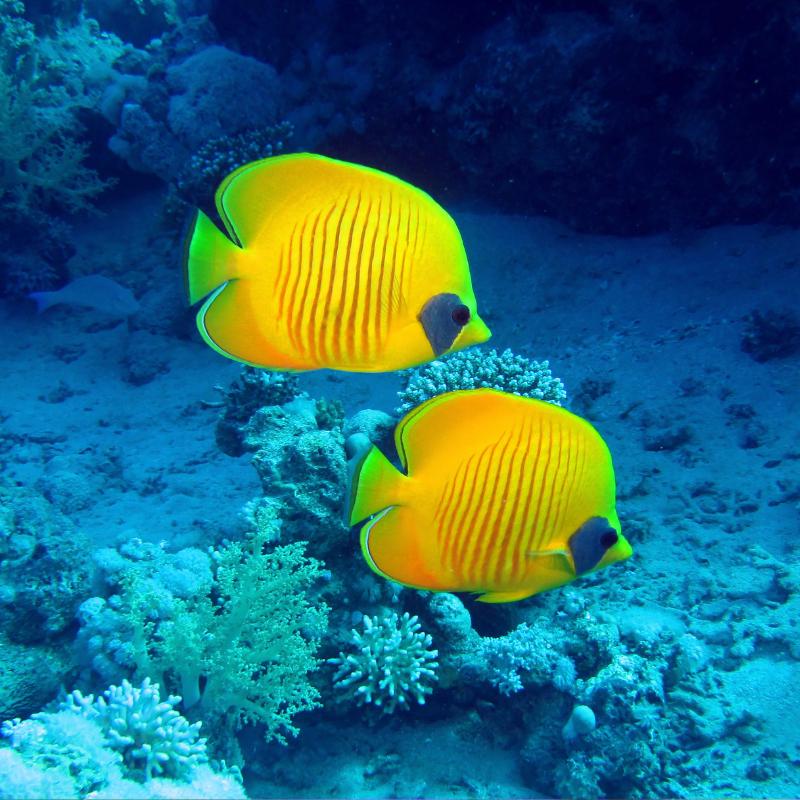 SALT WATER (MARINE & REEF) AQUARIUMS